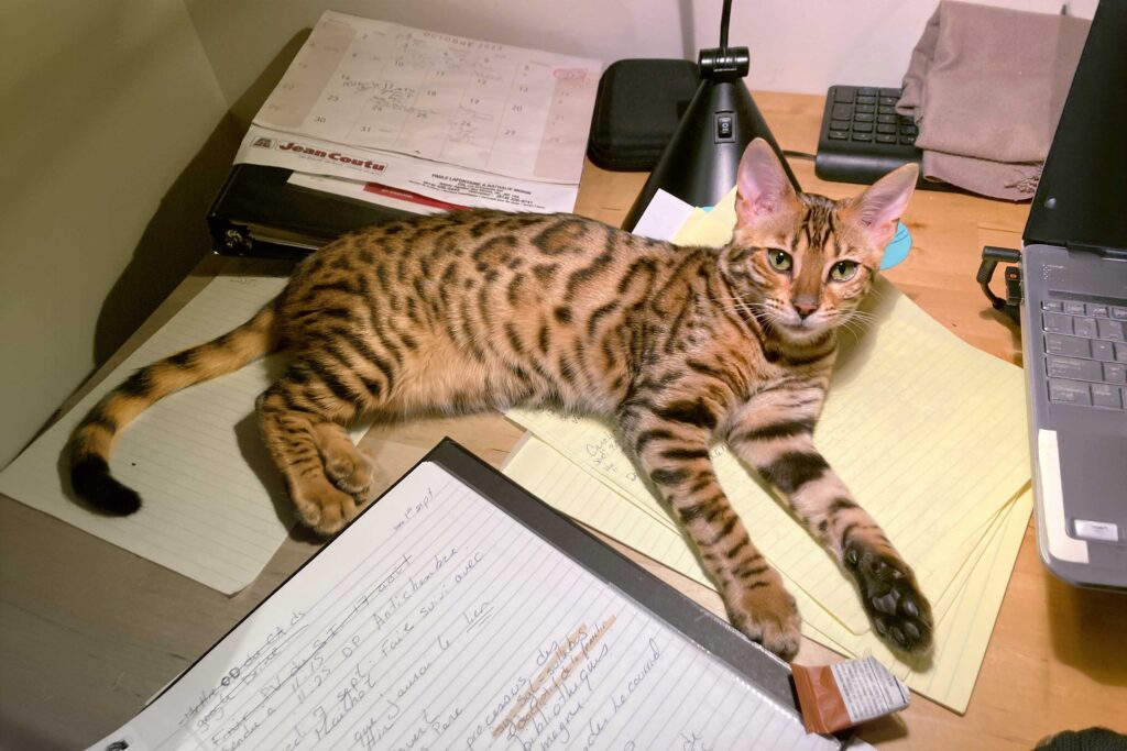 Maya, la chatte de SOS Professionnels au bureau dans les papiers et l'ordinateur.