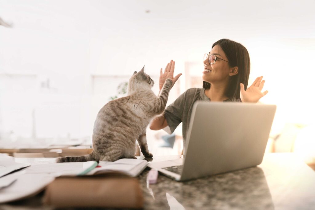 Femme heureuse au bureau qui tape dans la main d'un chat, animal de compagnie au travail, avec un ordinateur portable devant elle.